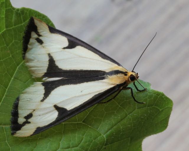 05 Clymene Moth 033