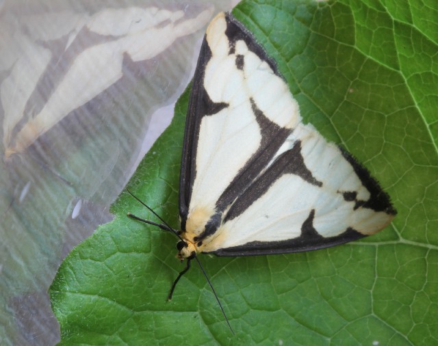 06 Clymene Moth 032