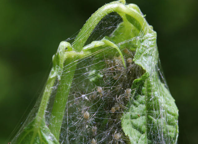 05 Nursery Web Spider 025