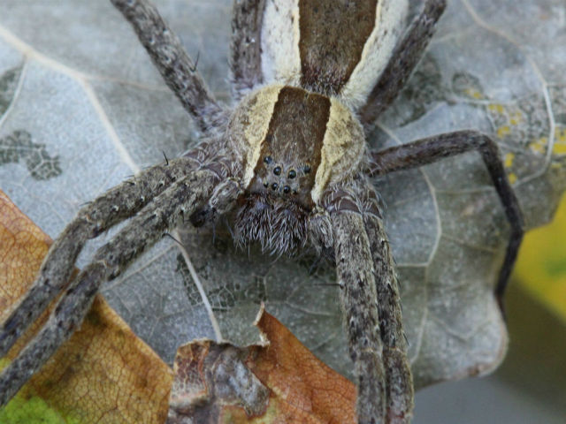 07 Nursery Web Spider__0313