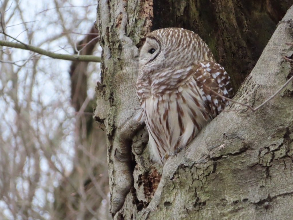 03 Barred Owl_0180