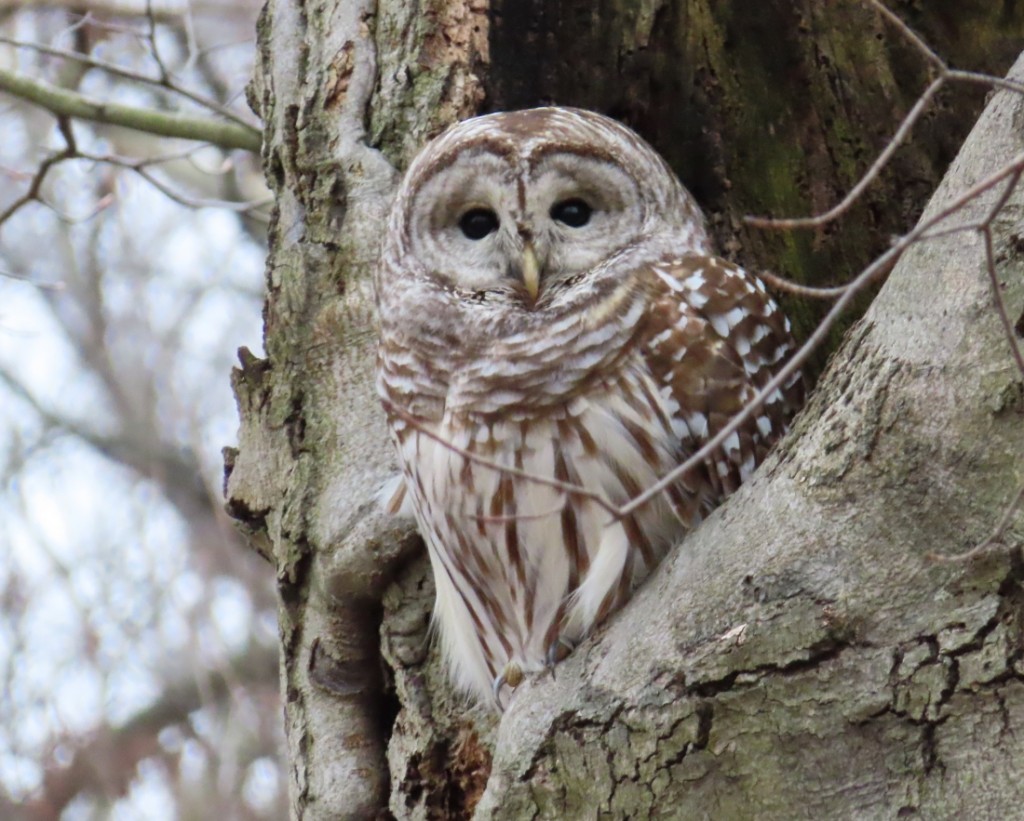 05 Barred Owl_0147