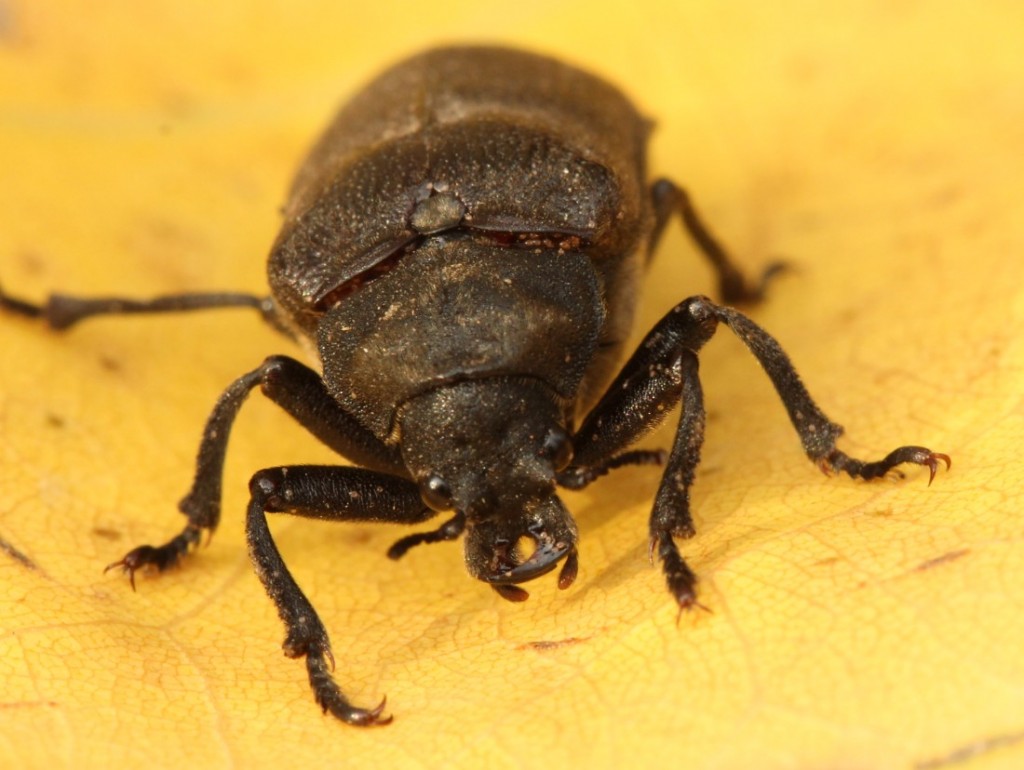 04 Cicada Parasite Beetle_9103