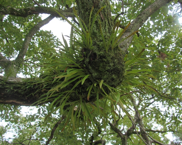 01 Weeping Fern_3237