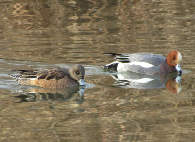 02 Eurasian Wigeon_3325