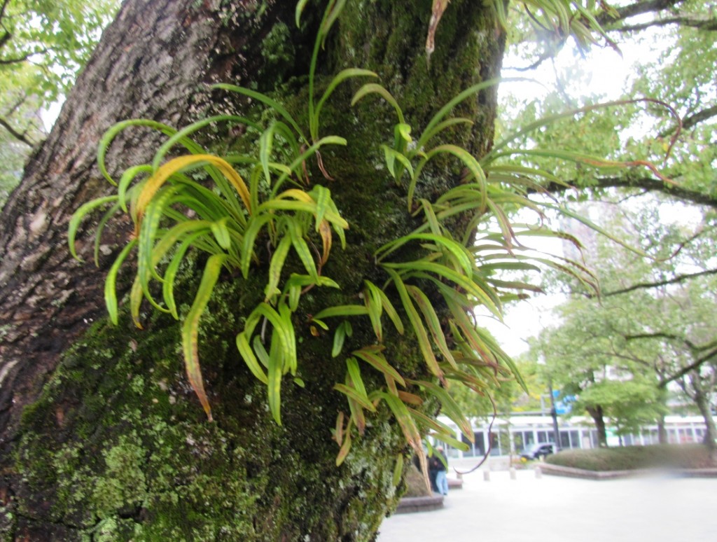 02 Weeping Fern_3264