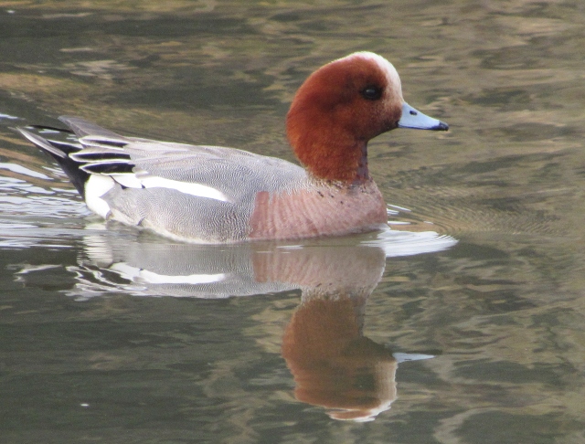 03 Eurasian Wigeon_3395