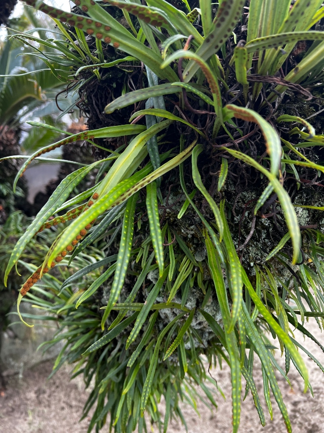 03 Weeping Fern_4724