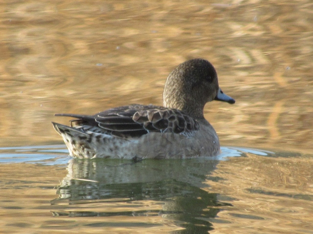 04 Eurasian Wigeon_3965