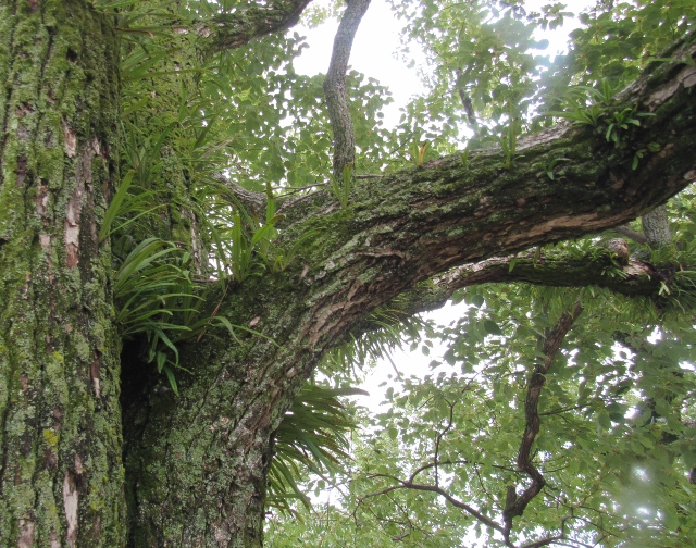 04 Weeping Fern_3238
