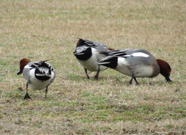 05 Eurasian Wigeon_4175