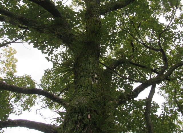 05 Weeping Fern_3239