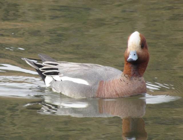 06 Eurasian Wigeon_3396