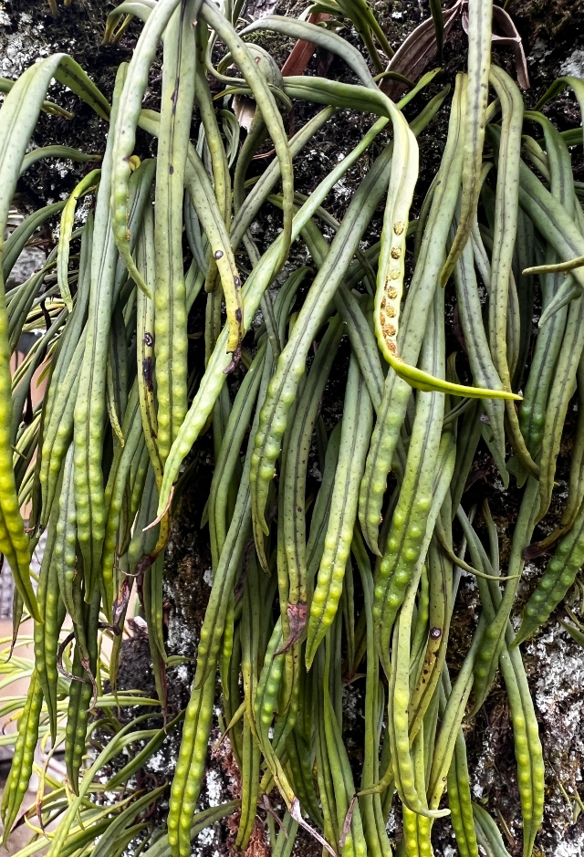 06 Weeping Fern_4994