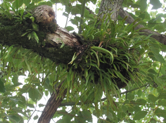 07 Weeping Fern_3241