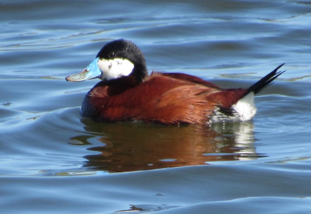 02 Ruddy Duck_4878
