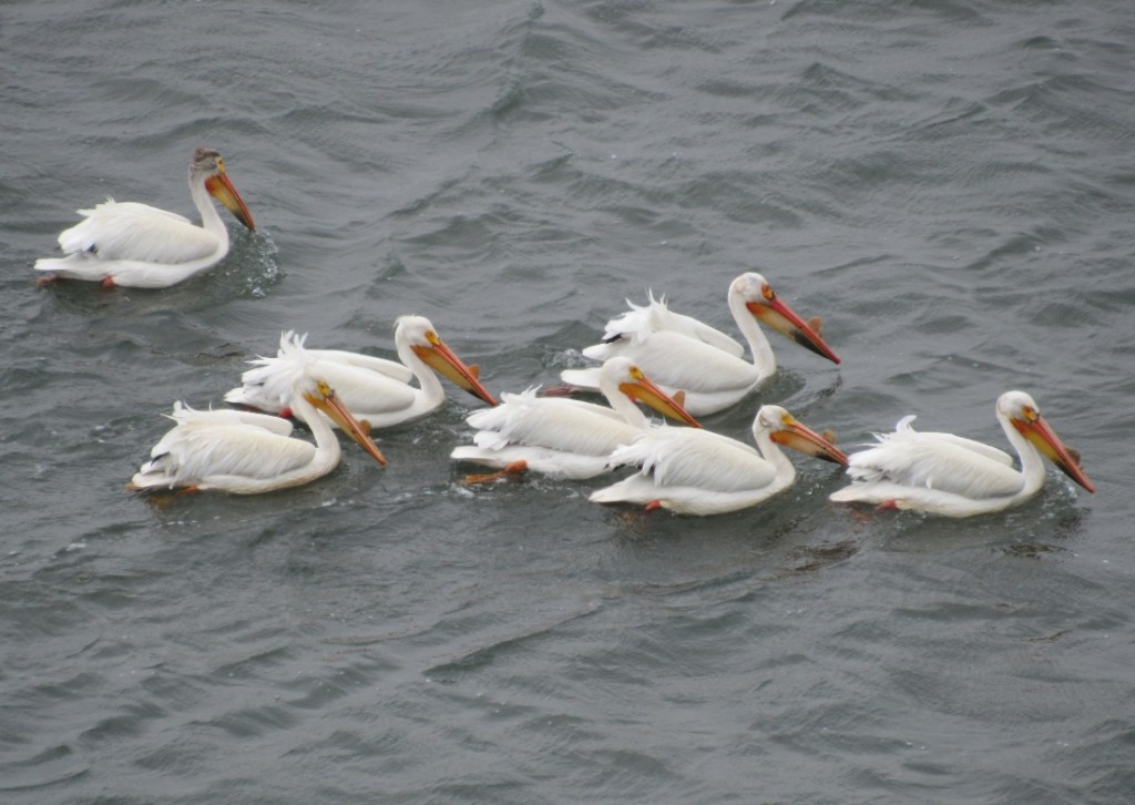 02 American White Pelican_4997