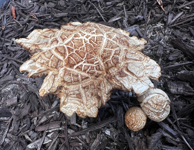 01 Bearded Fieldcap_2793