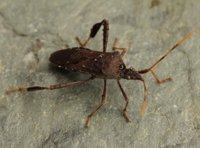 01 Leaf-footed Bug - Leptoglossus oppositus_6499