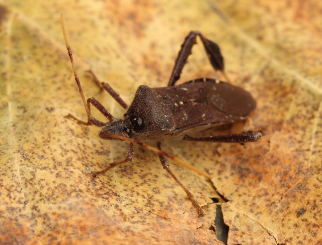 02 Leaf-footed Bug - Leptoglossus oppositus_6496