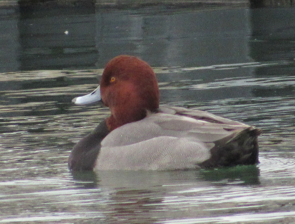 02 Redhead_3439