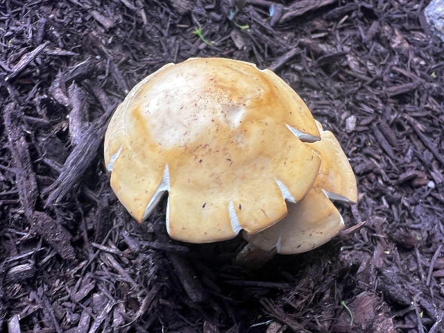 03 Bearded Fieldcap_2882