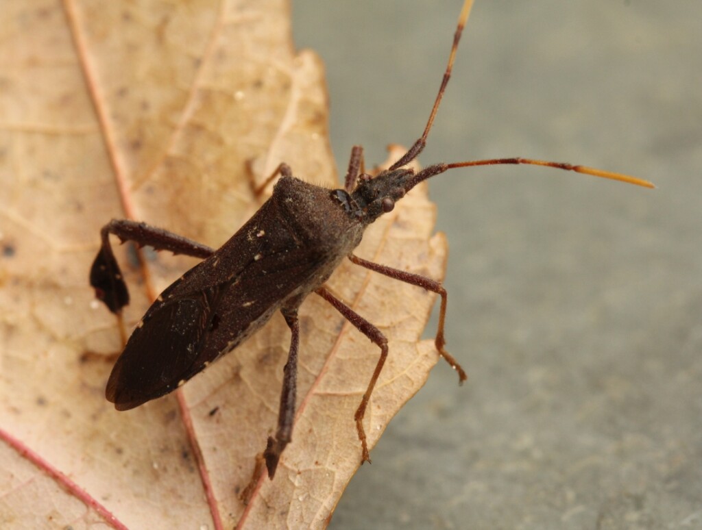 03 Leaf-footed Bug - Leptoglossus oppositus_6509