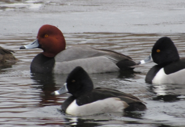 03 Redhead Duck_5932
