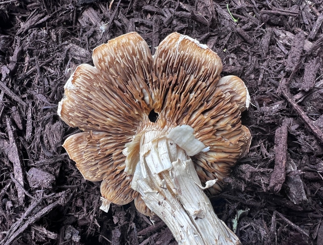 04 Bearded Fieldcap_2877