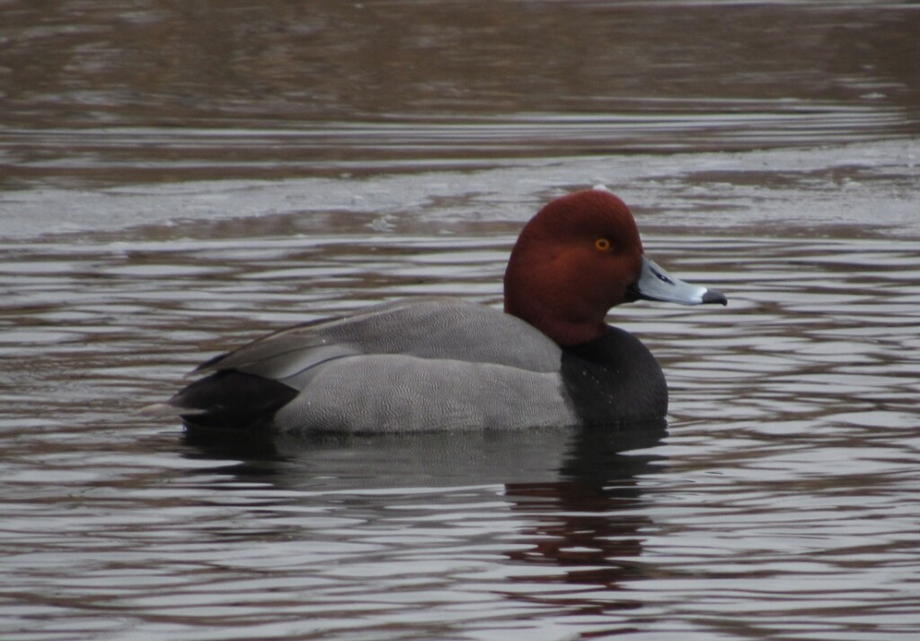 04 Redhead Duck_5933