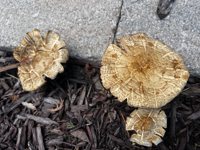 05 Bearded Fieldcap_2797