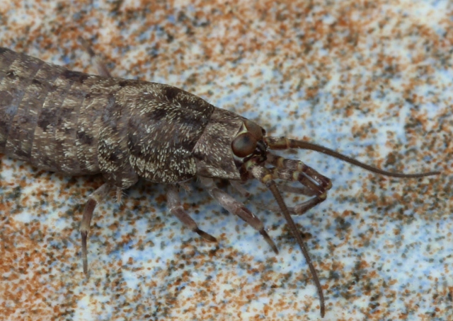05 Bristletail_4733