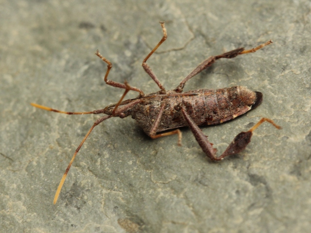 05 Leaf-footed Bug - Leptoglossus oppositus_6497