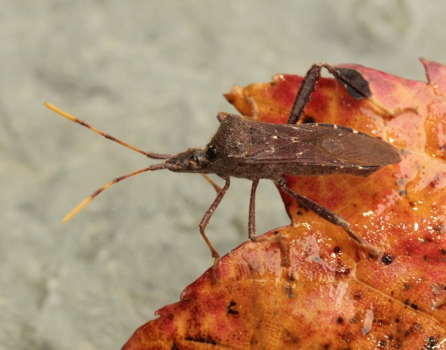 06 Leaf-footed Bug - Leptoglossus oppositus_6513