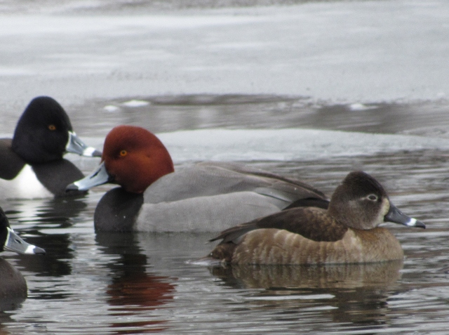 06 Redhead Duck_5927