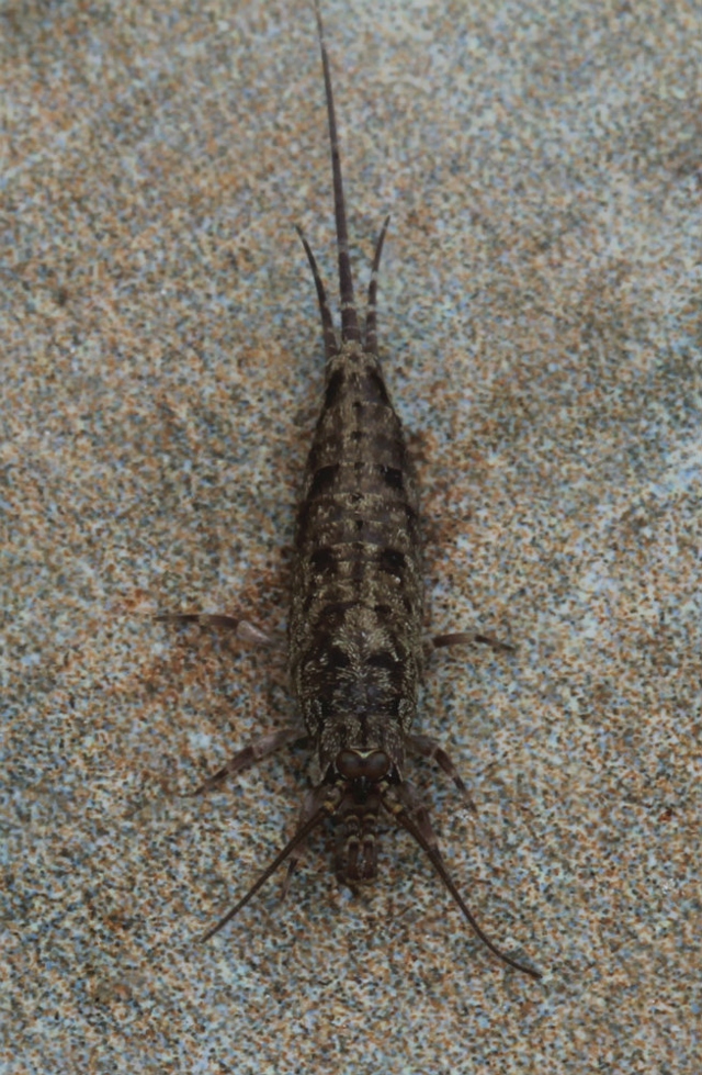 06 bristoltail_4731