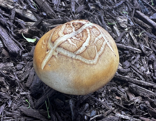 07 Bearded Fieldcap_2885