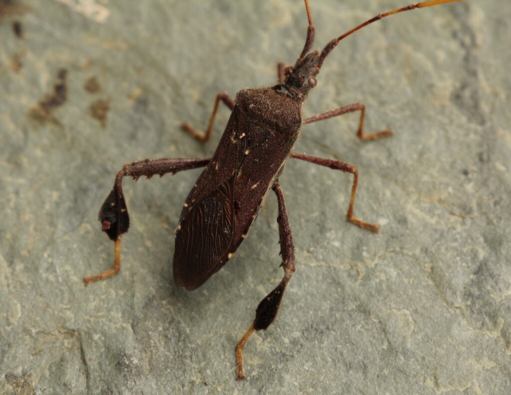 07 Leaf-footed Bug - Leptoglossus oppositus_6501
