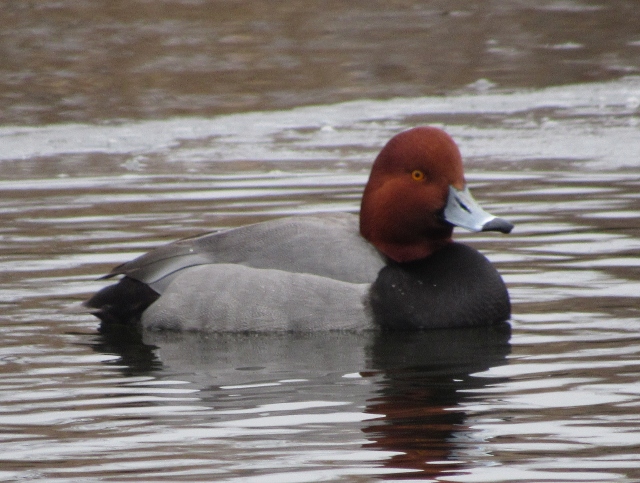 07 Redhead Duck_5935