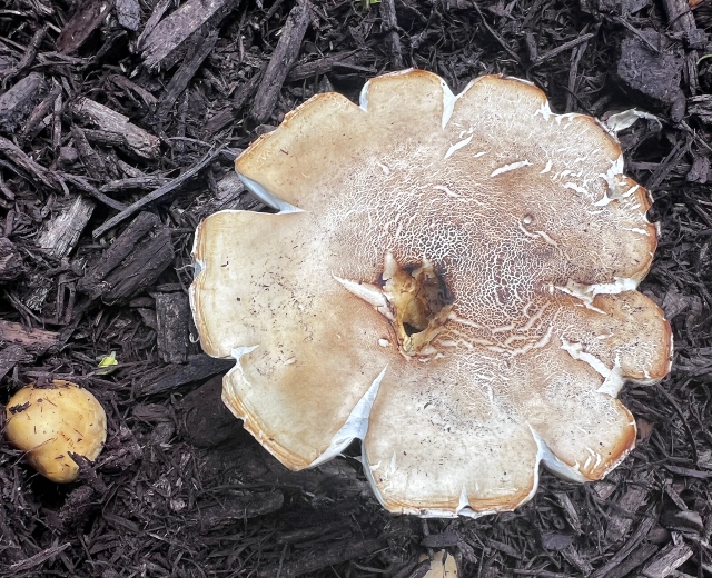 08 Bearded Fieldcap_2876