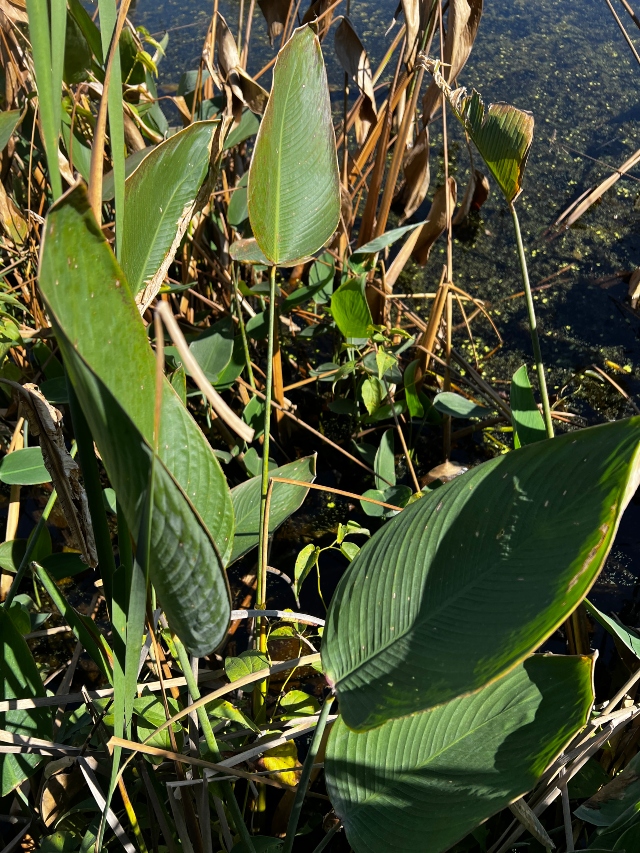 03 Alligator Flag_2272
