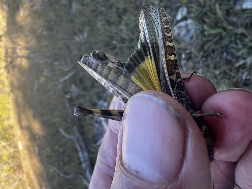 03 Haldeman's Grasshopper_8539