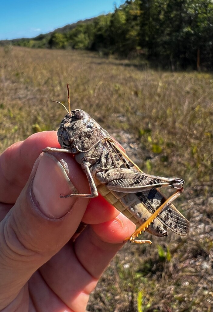 05 Haldeman's Grasshopper_8499