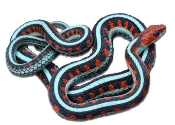 Garter Snake