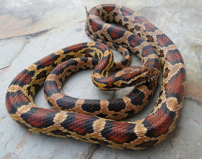 okeeteecornsnakes