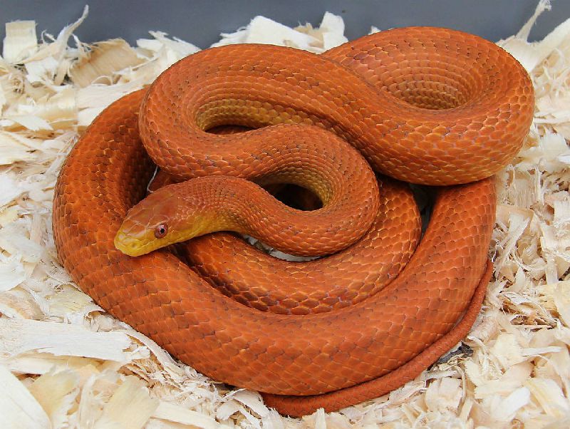 Adult male Everglades Rat Snake.