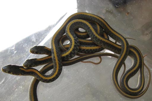 Santa Cruz Garter Snake