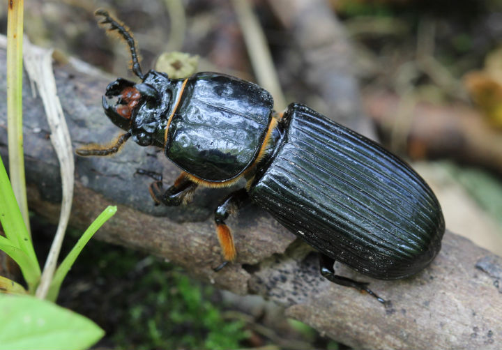 Bess Beetle