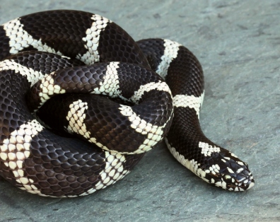 Eastern Kingsnake