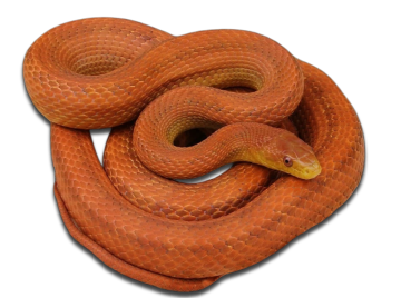 Rat Snake